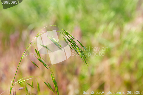 Image of Green grass