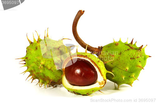 Image of Horse-chestnut on a white background 