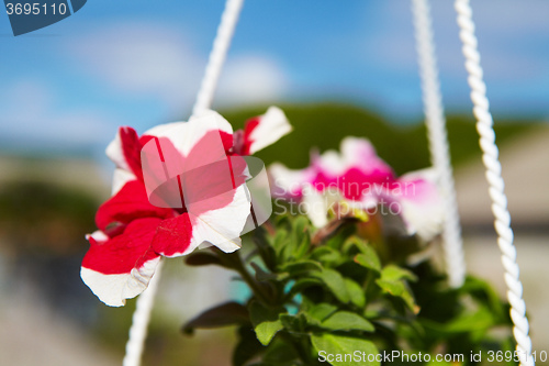 Image of Flowers in a flowerpot