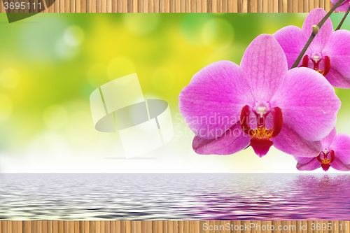 Image of The orchid and bamboo