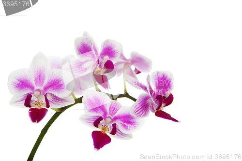 Image of The orchid