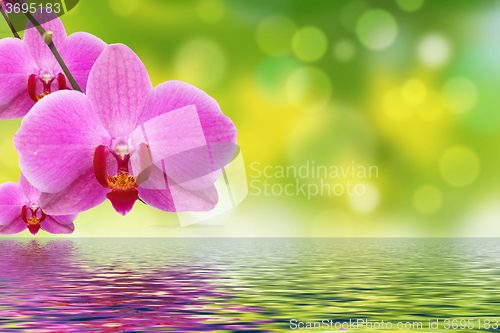 Image of The orchid and water