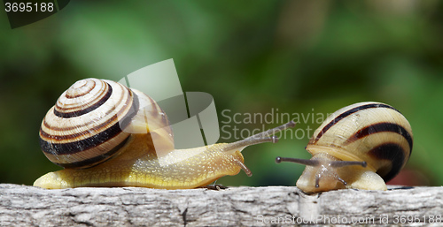 Image of Two snails in a garden