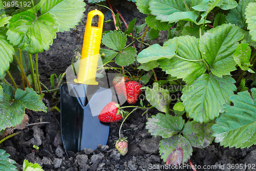 Image of The strawberry and horticultural sundry