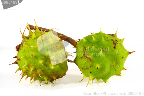 Image of Horse-chestnut on a white background 