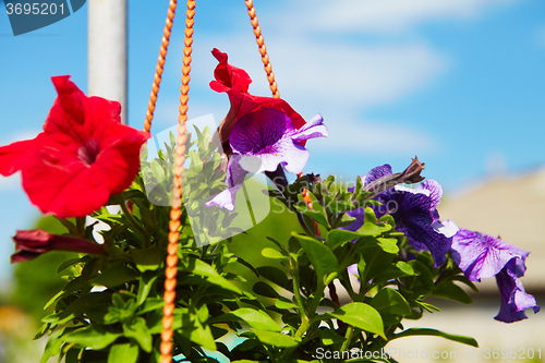 Image of Flowers in a flowerpot