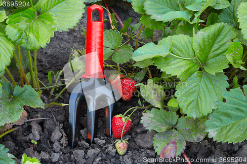 Image of The strawberry and horticultural sundry