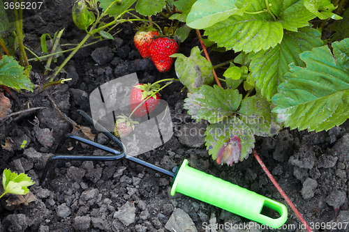 Image of The strawberry and horticultural sundry