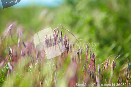 Image of Green grass