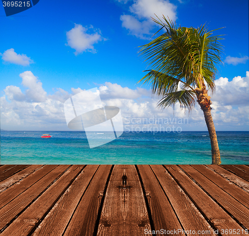 Image of Palms on the beach