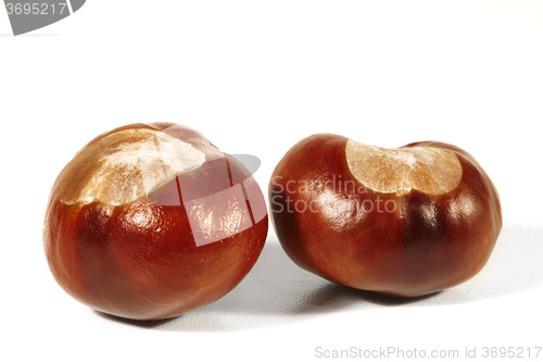 Image of Horse-chestnut on a white background 