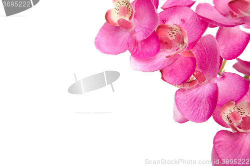 Image of The red orchid