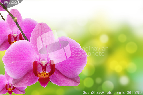 Image of The orchid and bokeh