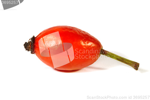 Image of Rose hips on a white background