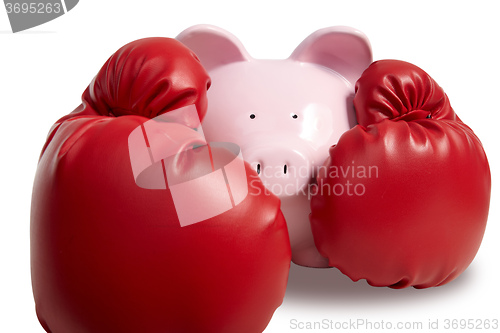 Image of Pig and boxing-glove