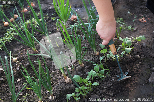 Image of The man in a garden