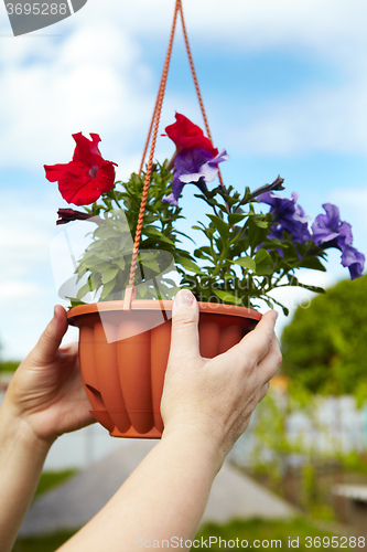 Image of Flowers in a flowerpot and gardener