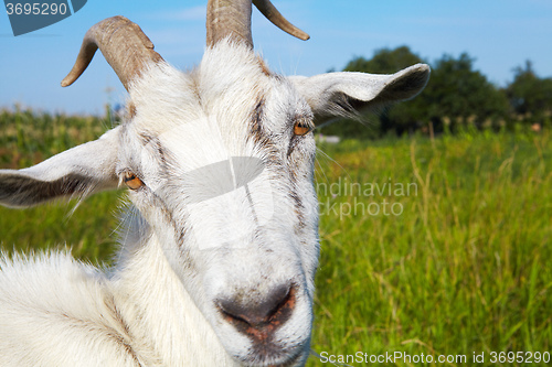 Image of Goat in pasture