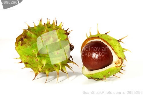 Image of Horse-chestnut on a white background 