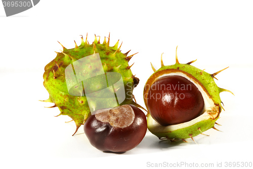 Image of Horse-chestnut on a white background 