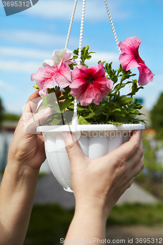 Image of Flowers in a flowerpot and gardener