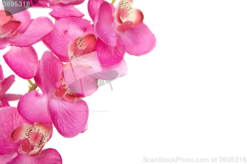 Image of The red orchid