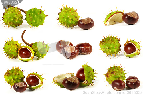 Image of Horse-chestnut on a white background 