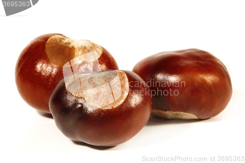 Image of Horse-chestnut on a white background 