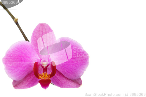 Image of The orchid