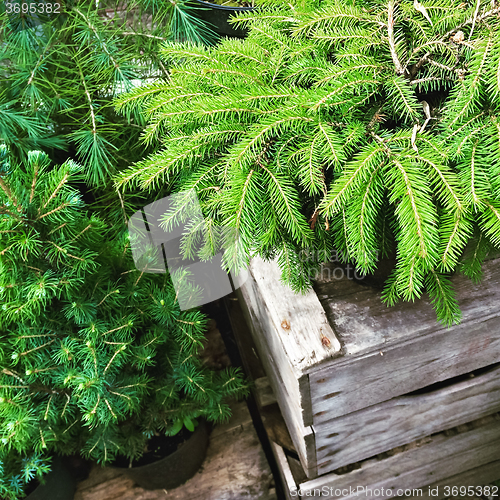 Image of Little fir trees in pots