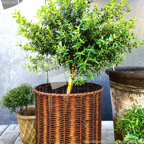 Image of Myrtle tree in a rusty basket