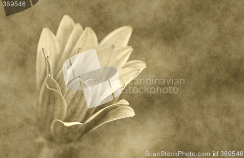 Image of daisy parchment