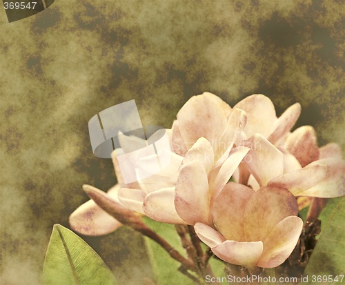 Image of frangipani muted