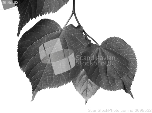 Image of Black and white linden-tree leafs