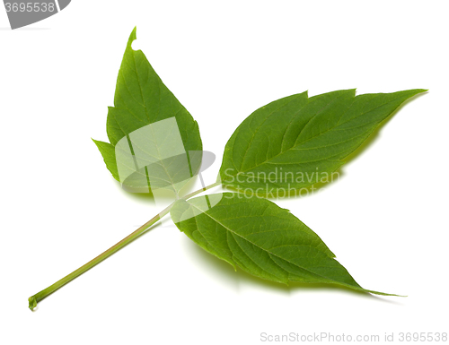 Image of Spring acer negundo leaf