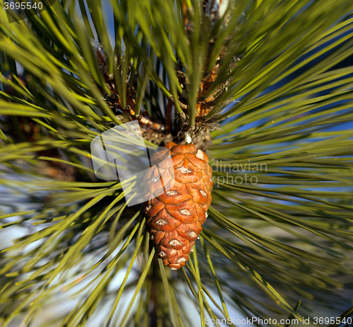 Image of Pine cone