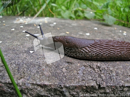 Image of Brown slug