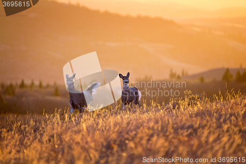 Image of Cypress Hills Sunset Deer