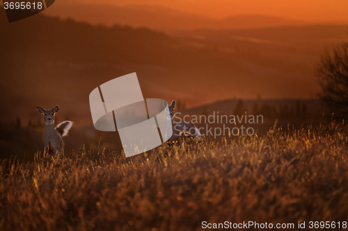 Image of Cypress Hills Sunset Deer