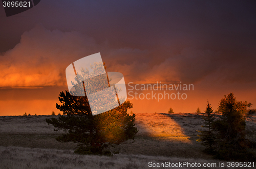 Image of Cypress Hills Sunset