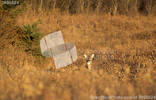 Image of Cypress Hills Alberta Saskatchewan