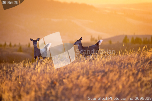 Image of Cypress Hills Sunset Deer