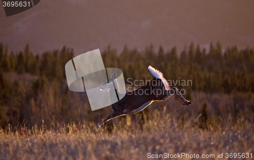 Image of Cypress Hills Sunset Deer