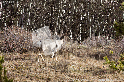 Image of Cypress Hills Alberta Saskatchewan