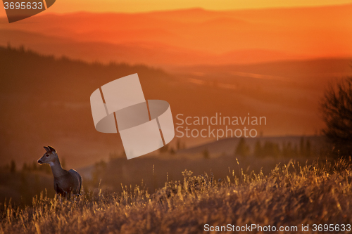 Image of Cypress Hills Sunset Deer