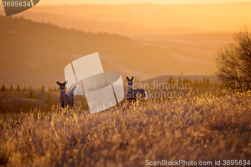 Image of Cypress Hills Sunset Deer