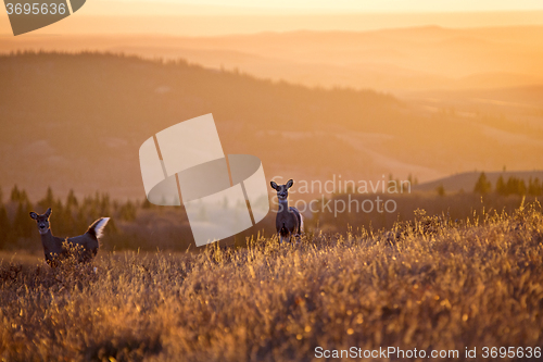 Image of Cypress Hills Sunset Deer