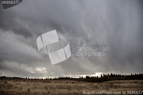 Image of Cypress Hills Alberta Saskatchewan