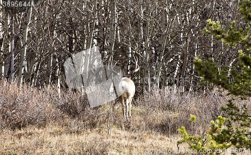 Image of Cypress Hills Alberta Saskatchewan