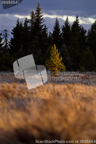 Image of Cypress Hills Alberta Saskatchewan